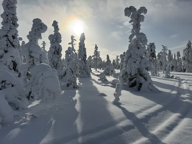 Snow-covered trees in low winter sun